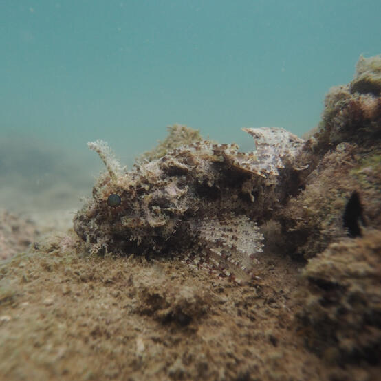 Rockfish (I think?) in Sai Kung, 2026 Rockfish (I think?) in Sai Kung, 2026